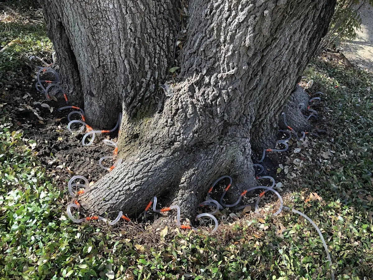 Detailed Tree Cabling and Bracing job site in Uniondale