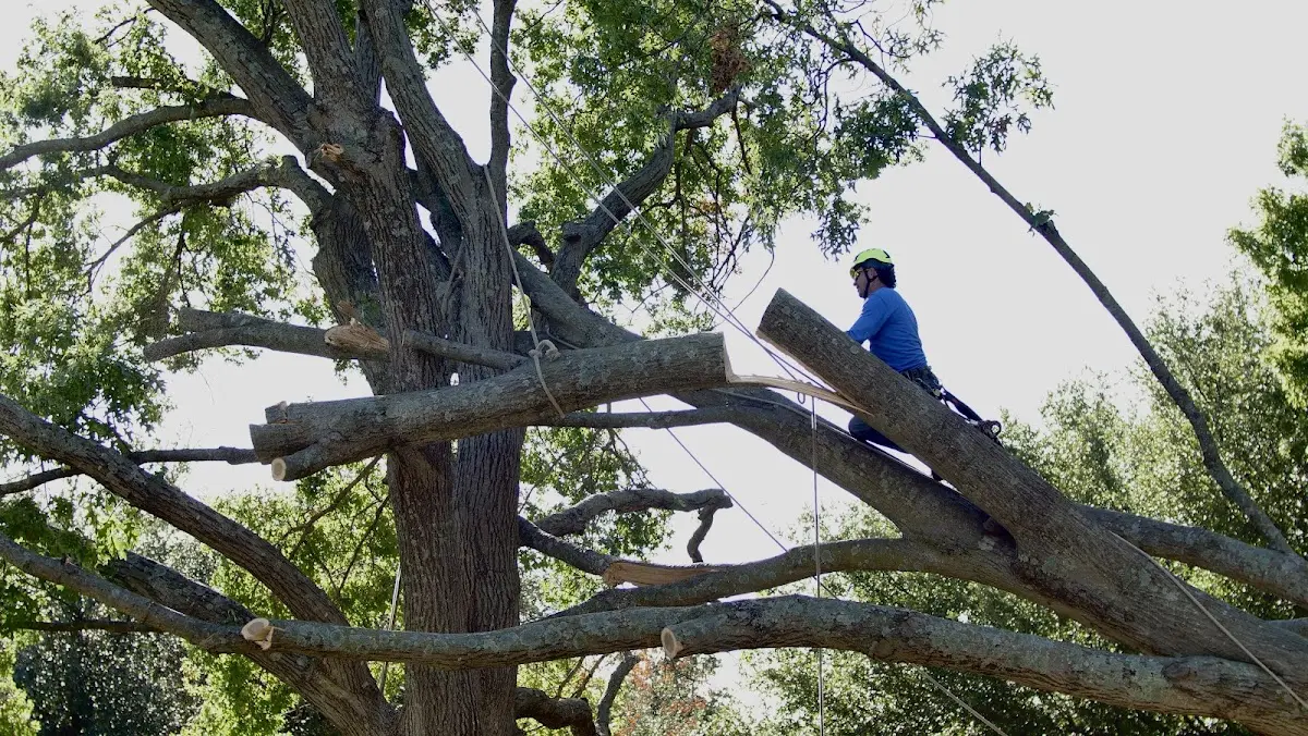 Professional Crown Thinning performed by certified arborists in Uniondale