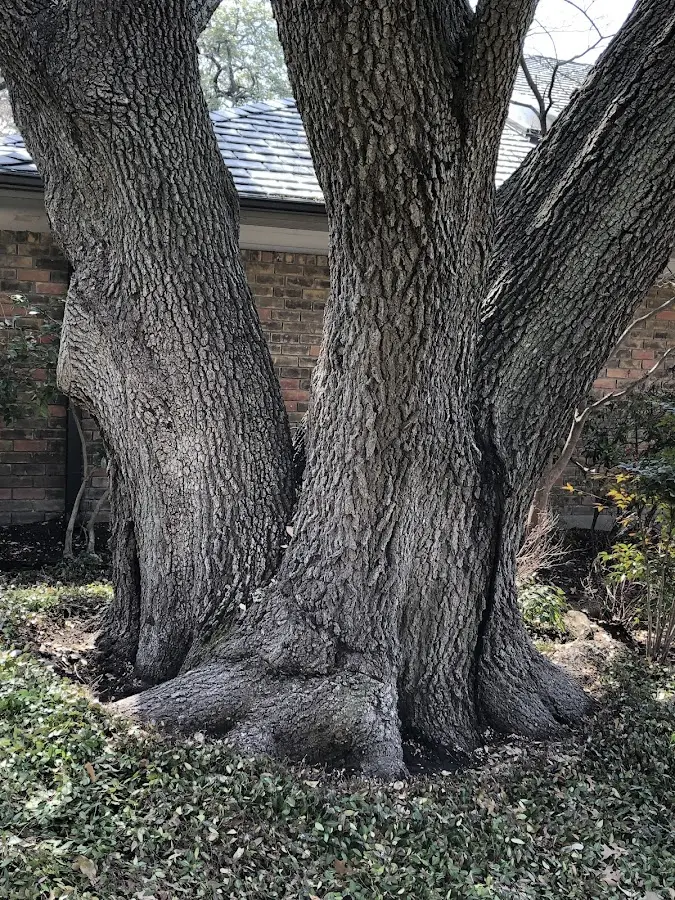 Mature heritage tree close to a Uniondale property cared for by certified arborists